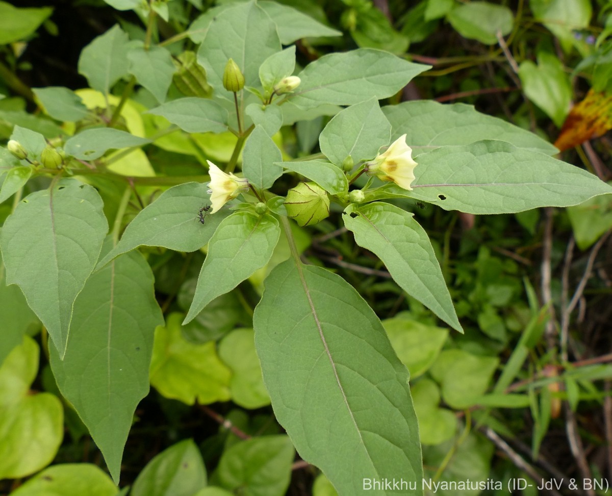 Physalis angulata L.